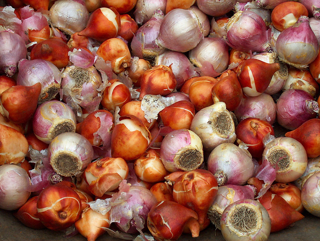 Un beau mélange de bulbes à fleurs.