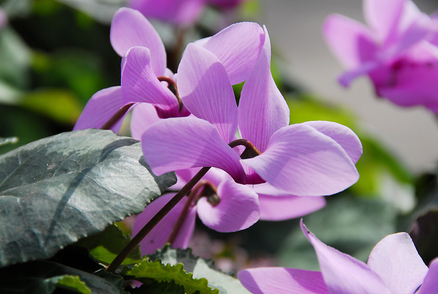 Une jolie fleur de cyclamen de couleur mauve.