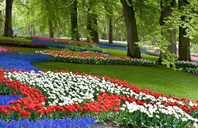 De jolis parterres de fleurs bleues, rouges et blanches au parc floral néerlandais Keukenhof.