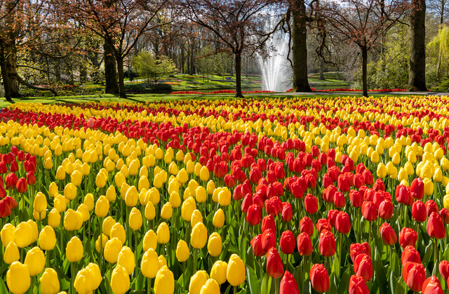 Un immense parterre de tulipes jaunes et rouges au parc floral néerlandais Keukenhof.