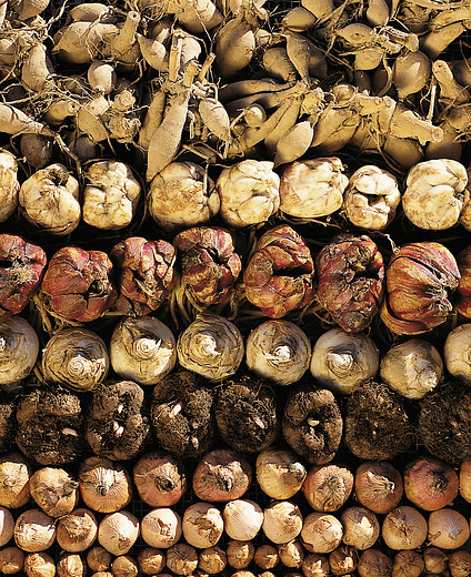 Divers bulbes estivaux sec