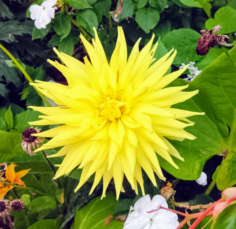 Une jolie fleur de dahlia de couleur jaune.