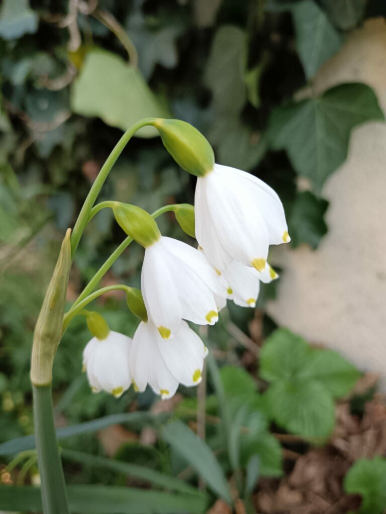 Une jolie fleur de leucojum de couleur blanc.